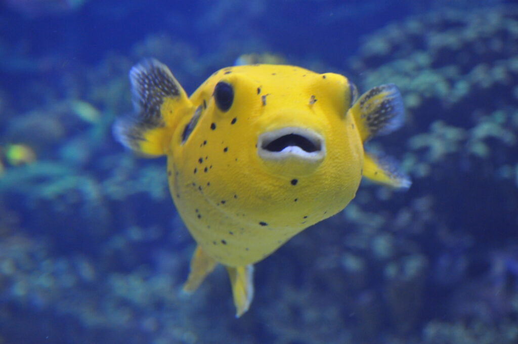 spotter pufferfish